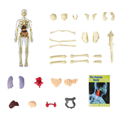 3D žmogaus skeletas