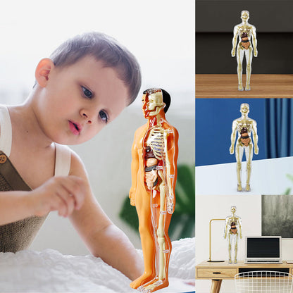 3D žmogaus skeletas
